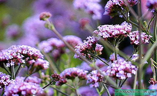 Verbena - fragrant grass with beautiful flowers