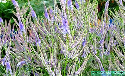 Veronicastrum