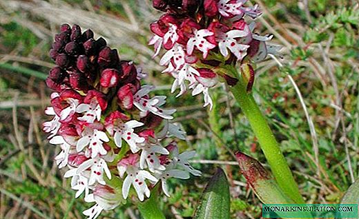 Orchis - Waldschönheitsorchidee