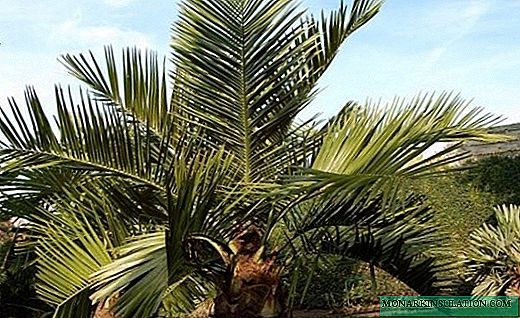 Yubeya - la beauté monumentale du palmier éléphant