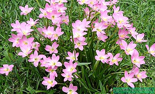 ゼフィランサス-素晴らしい鉢植えの花