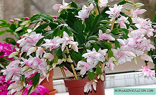 Zygocactus - a bright New Year's bouquet