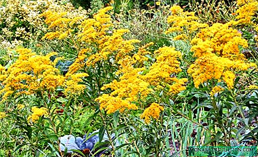 Goldenrod - garden decoration and a healer for the whole family